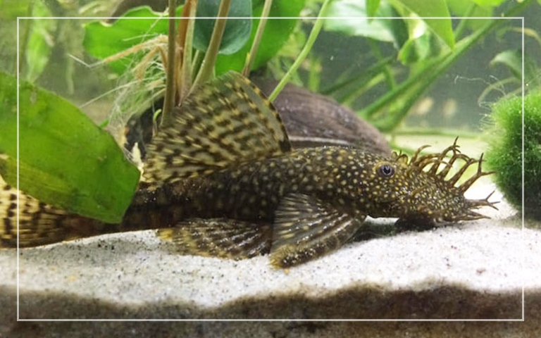 Plecos are peaceful fish that get along with most other fish.