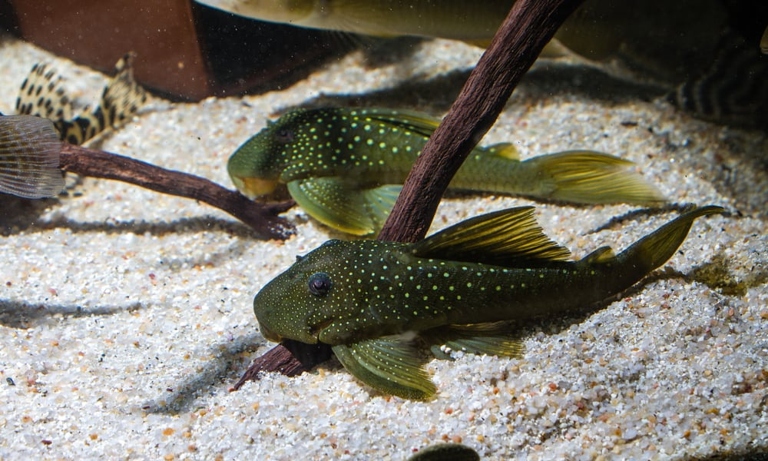 Plecos are typically fed once or twice a day.