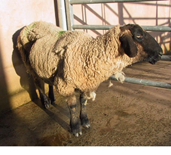 Pneumonia and pleurisy are two serious diseases that can affect sheep.