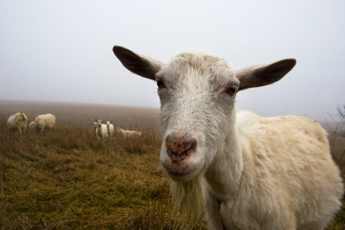Pneumonia is a serious lung infection that can be deadly for goats.