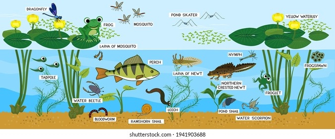 Pond ecosystems are complex and diverse.