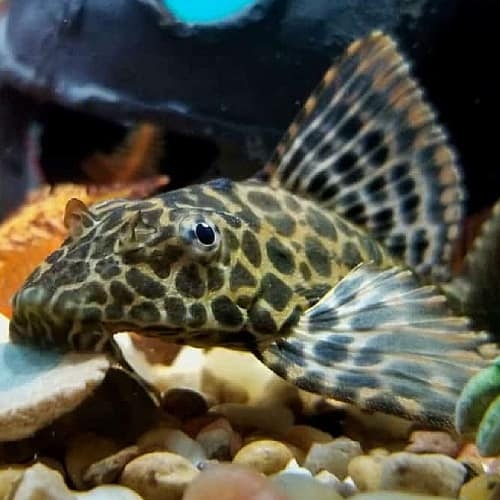 Pond temperature is an important factor to consider when keeping a pleco.