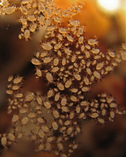 Predator mites can help get rid of hermit crab mites.