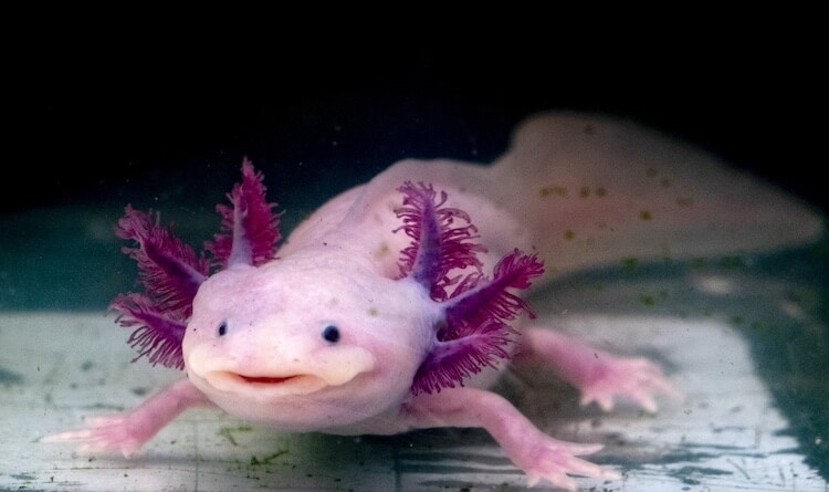 Preferred cohabitation for axolotls is with other axolotls.