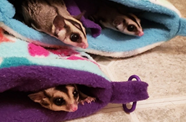 Prey instincts are hardwired into sugar gliders, who sleep an average of 15 hours a day.
