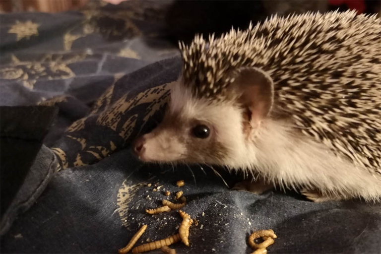 Processed meats are not safe for hedgehogs.