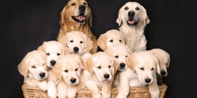 Puppies usually take after their parents in terms of physical appearance and personality.