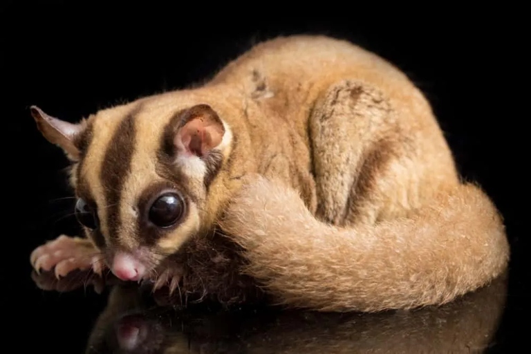 Purring is a common sound made by sugar gliders.