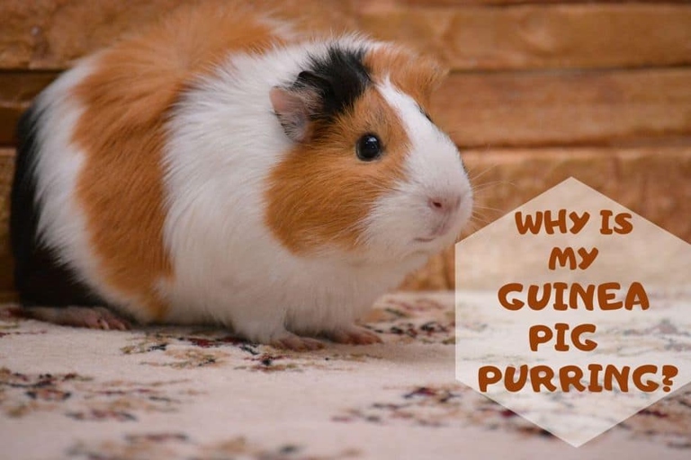 Purring is a low, continuous vibration that guinea pigs make when they are content.