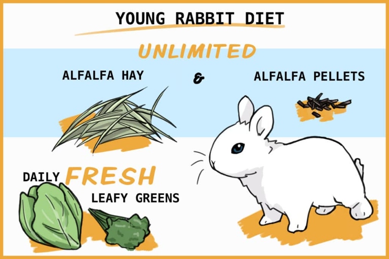 Rabbit babies need to eat hay, pellets, vegetables, water, and mother's milk.