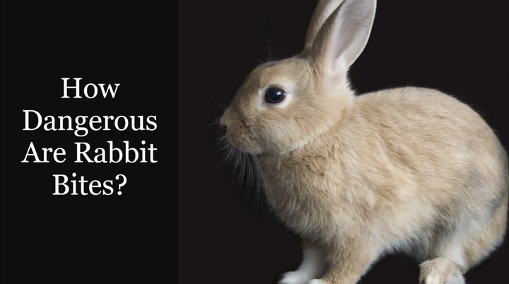 Rabbit bites can cause infection if the wound is not treated properly.