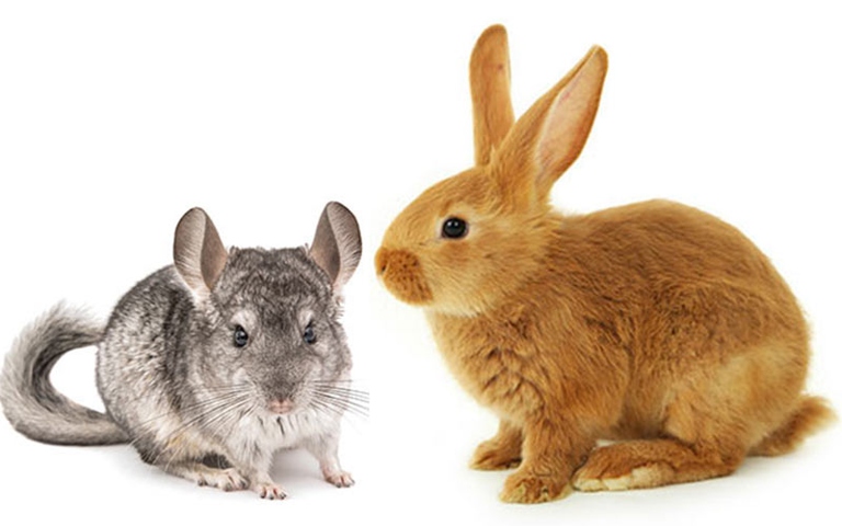 Rabbits and chinchillas are both small, furry animals that make popular pets.