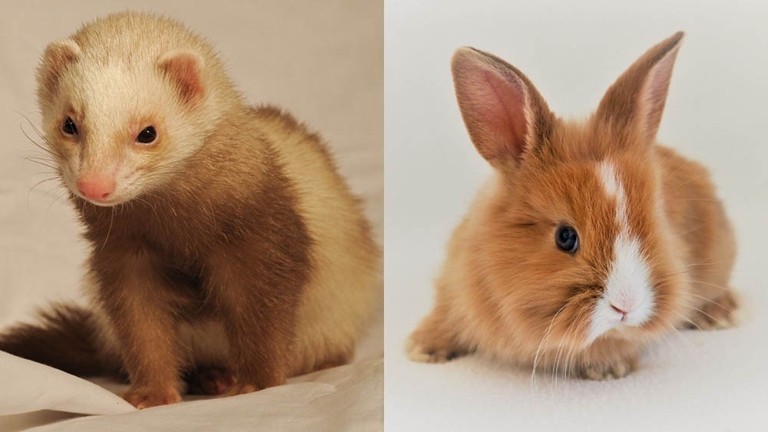 Rabbits and ferrets are two different animals.