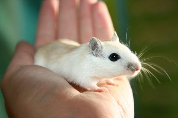Rabbits and hamsters are both small animals that are often kept as pets.