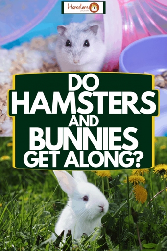 Rabbits and hamsters are two different species and should not be kept together.