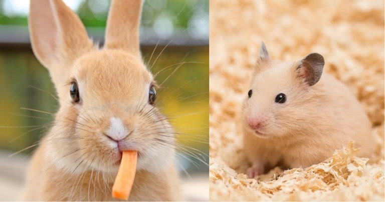 Rabbits and hamsters can play together with supervision.