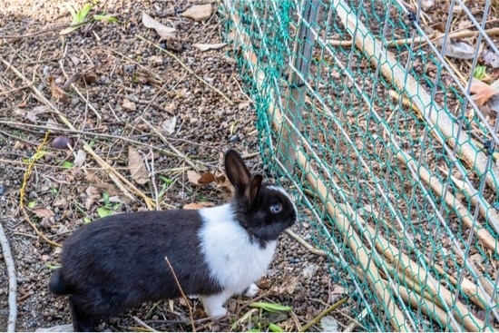 Rabbits are able to climb objects such as trees, fences, and boxes.