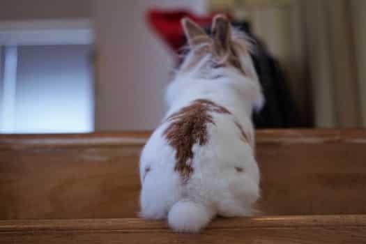 Rabbits are able to climb stairs, but they typically prefer not to.