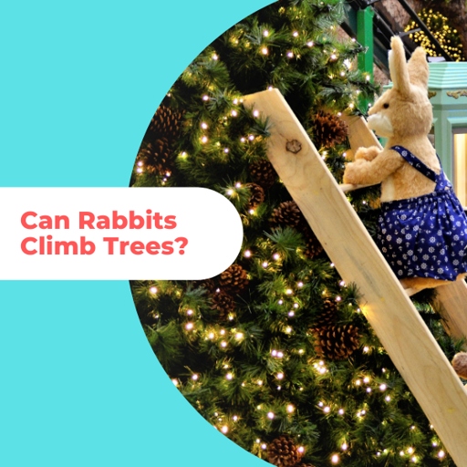 Rabbits are able to climb trees.