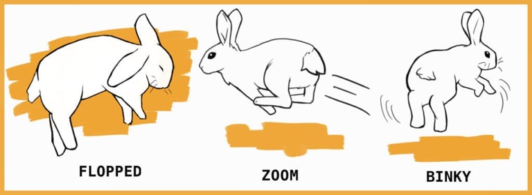 Rabbits are able to jump high, so if there is an area your rabbit cannot reach, you can help by giving them a boost.
