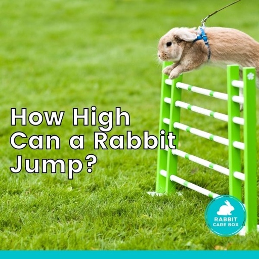 Rabbits are able to jump up to three feet in the air.