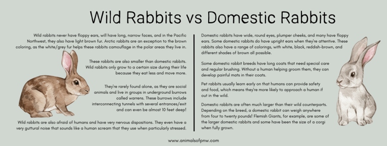 Rabbits are able to live in the wild or domesticated.