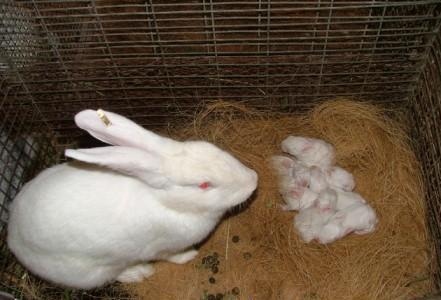 Rabbits are able to mate at a very young age.