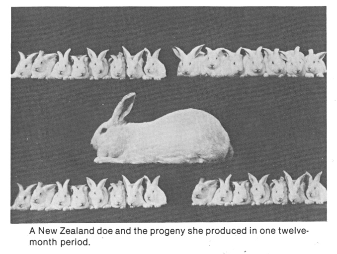 Rabbits are able to reproduce quickly, which can lead to a population boom.