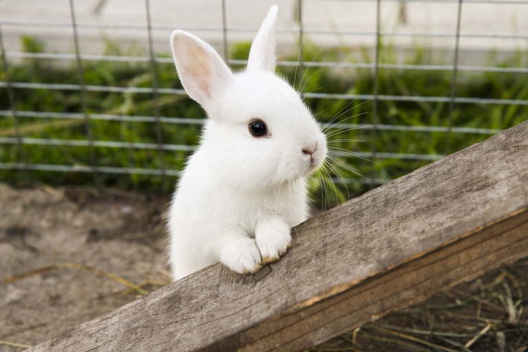 Rabbits are able to take care of their own bathroom needs and do not require diapers.