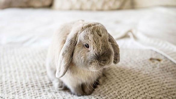 Rabbits are born blind and rely on their sense of smell and hearing to survive.