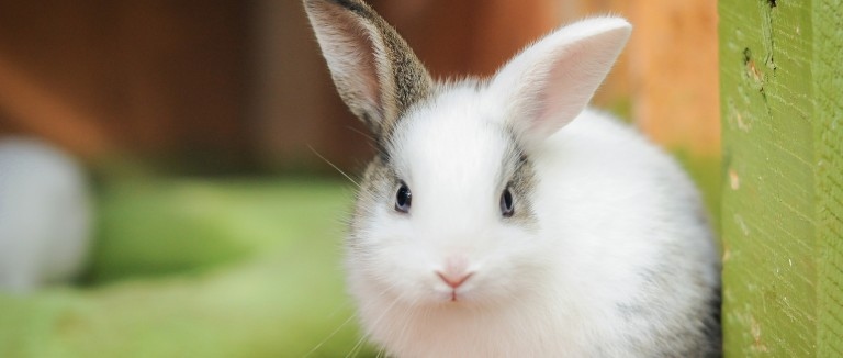 Rabbits are generally quiet animals.