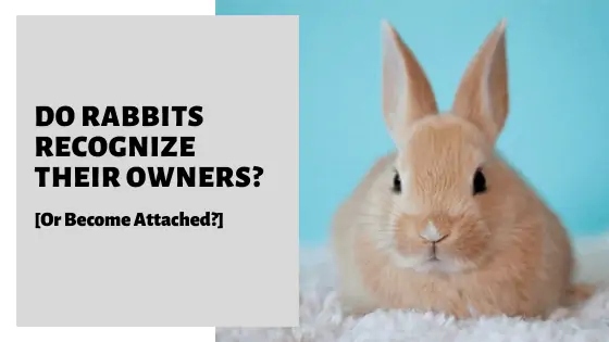 Rabbits are intelligent animals that are able to remember people and other rabbits.
