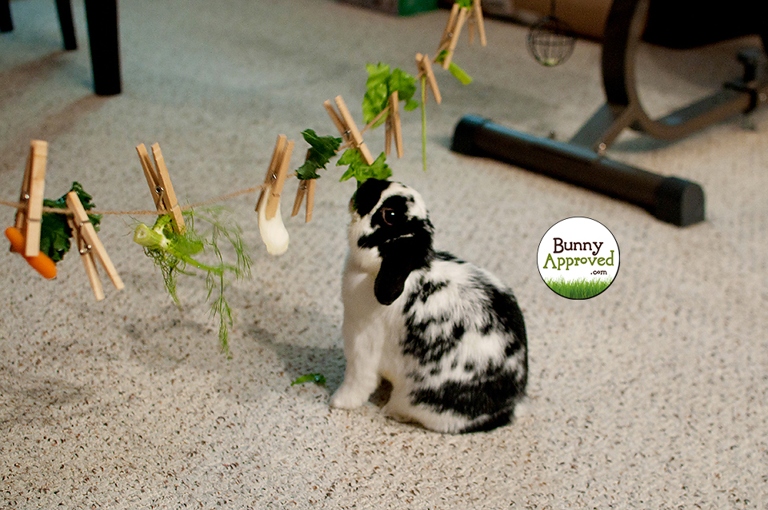 Rabbits are intelligent animals that can be trained to do tricks.