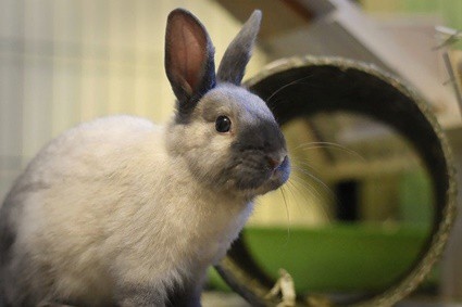 Rabbits are intelligent creatures and can learn their name with proper training.