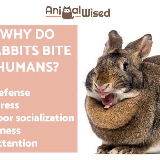 Rabbits are known to be gentle creatures, but they will bite out of fear if they feel threatened.