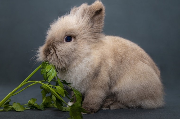 Rabbits are mostly herbivores, while hamsters are omnivores.