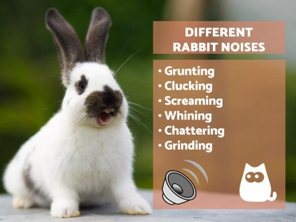 Rabbits are mostly silent animals, but they can make a loud grunting noise when they mate.