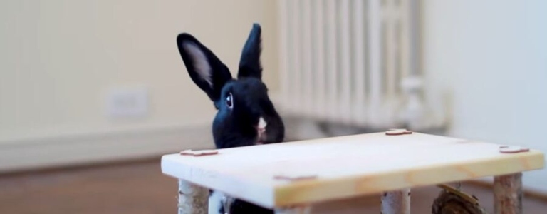 Rabbits are nimble creatures and can easily climb up and down furniture and other objects.