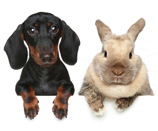 Rabbits are not as intelligent as dogs and cats.