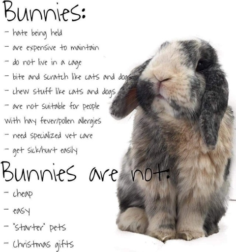 Rabbits are not hypoallergenic, but there are ways to lessen the effects of allergies.