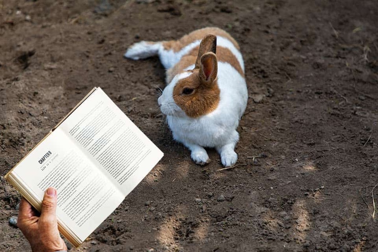 Rabbits are not intelligent animals.
