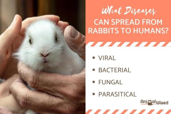 Rabbits are not known to transmit diseases to humans.
