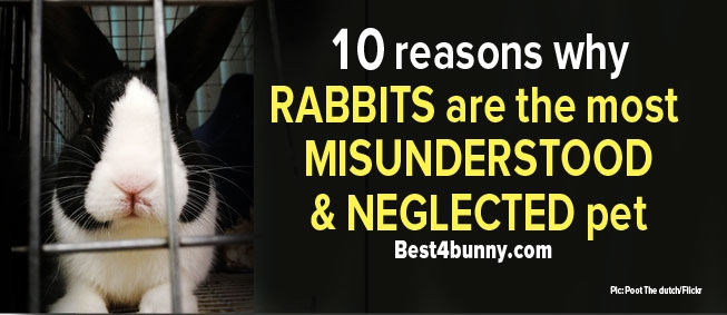 Rabbits are often misunderstood creatures.