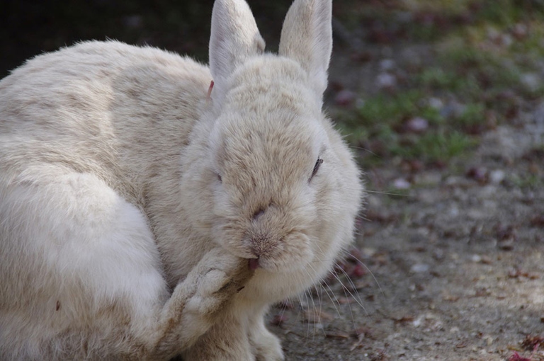 Rabbits are often thought of as gentle, timid creatures, but they can be territorial and may bite if they feel threatened.