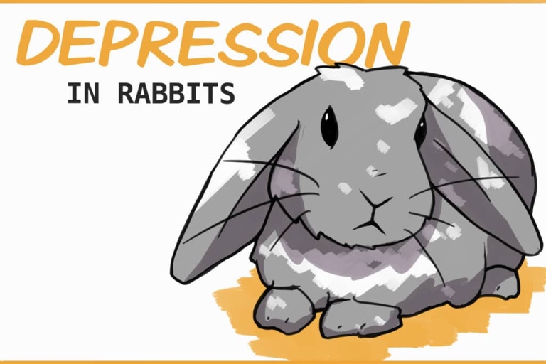 Rabbits are prone to sadness and stress.