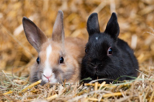 Rabbits are ready to mate when they are about 4-5 months old.