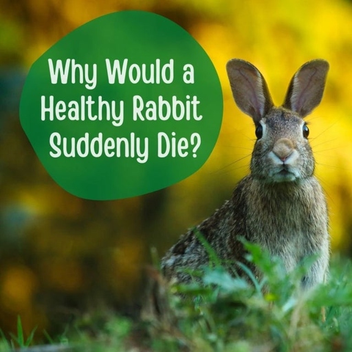 Rabbits are relatively fragile creatures and heart attacks are one of the leading causes of death in rabbits.