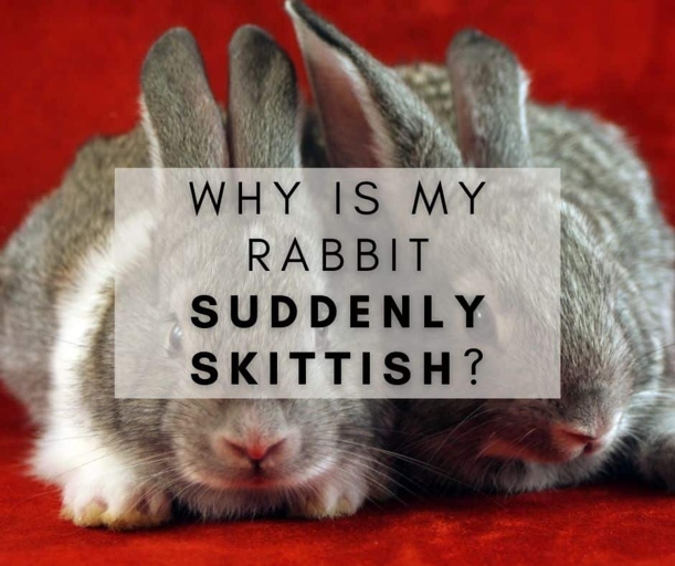 Rabbits are skittish animals and can be easily scared by loud noises or sudden movements.