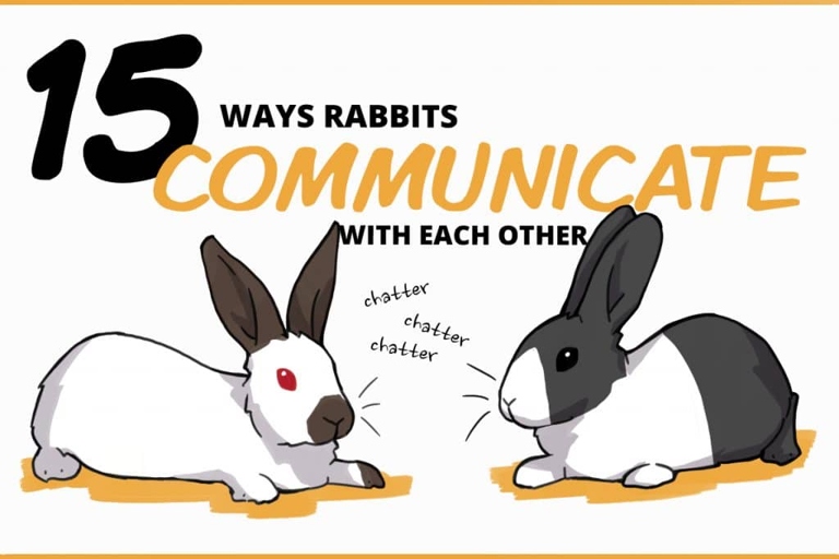 Rabbits are social animals and communicate through body language, vocalizations, and scent.
