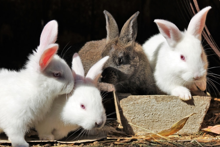 Rabbits are social animals and do best with another rabbit companion.
